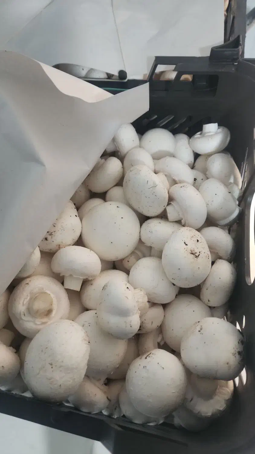 کار در  مزرعه پرورش قارچ|استخدام خدمات فروشگاه و رستوران|بهارستان, |دیوار