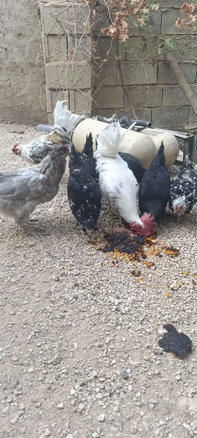 مرغ گلین لری اصل|حیوانات مزرعه|شیراز, کرونی(خاتونک)|دیوار