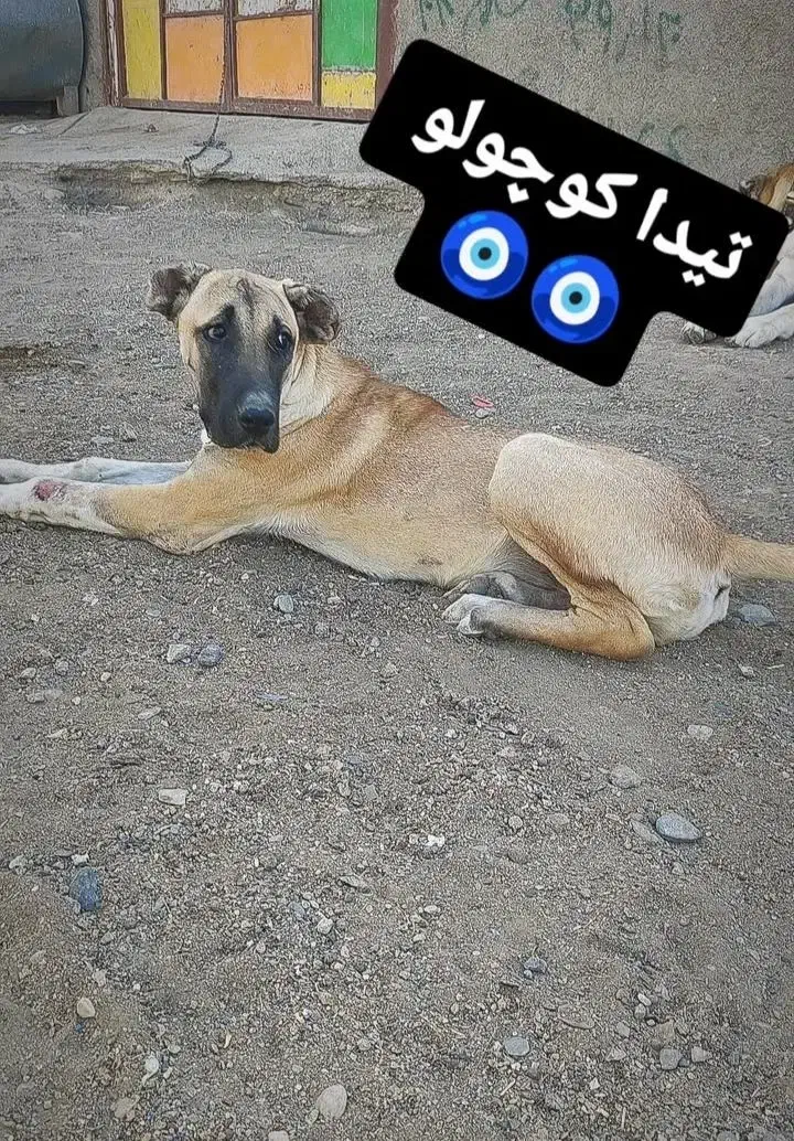 کوچوک گمشده دزدیدن|حیوانات|مشهد, طرق|دیوار