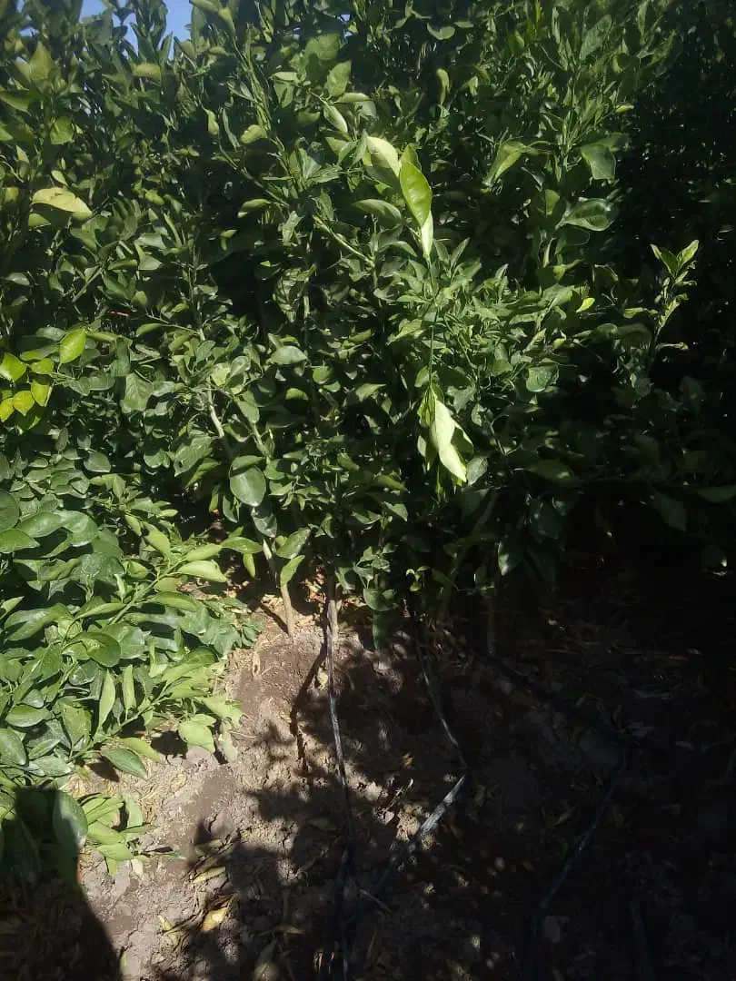 نهال مرکبات تضمینی با کیفیت قیمت مناسب|گل و گیاه طبیعی|بم, |دیوار