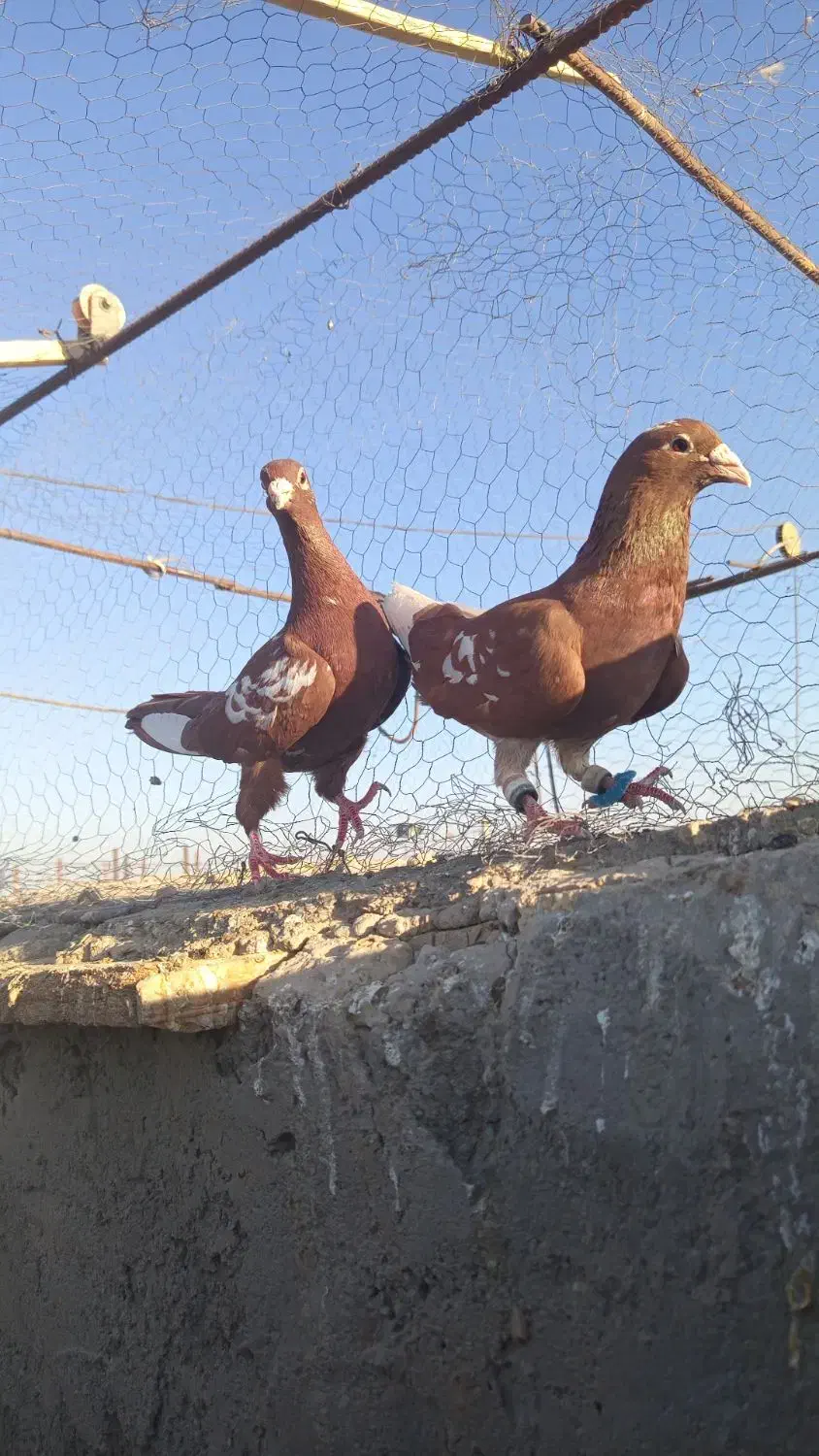 کفتر رنگه عروسک|پرنده|زهک, |دیوار