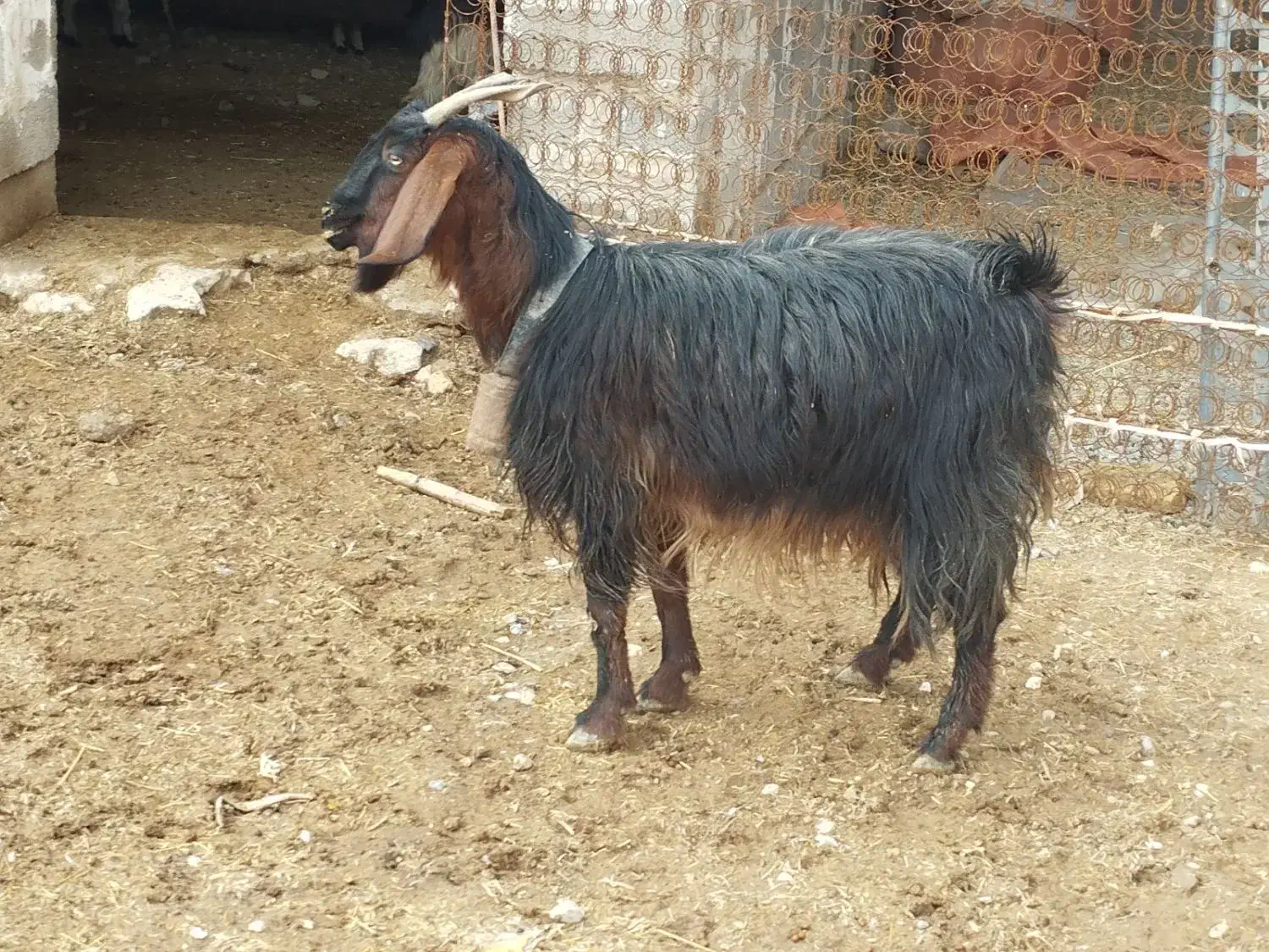 بز دوقولوزا با جفت کهره نر  شیشک زه نکرده آبستن|حیوانات مزرعه|مرودشت, علی‌آباد‎|دیوار