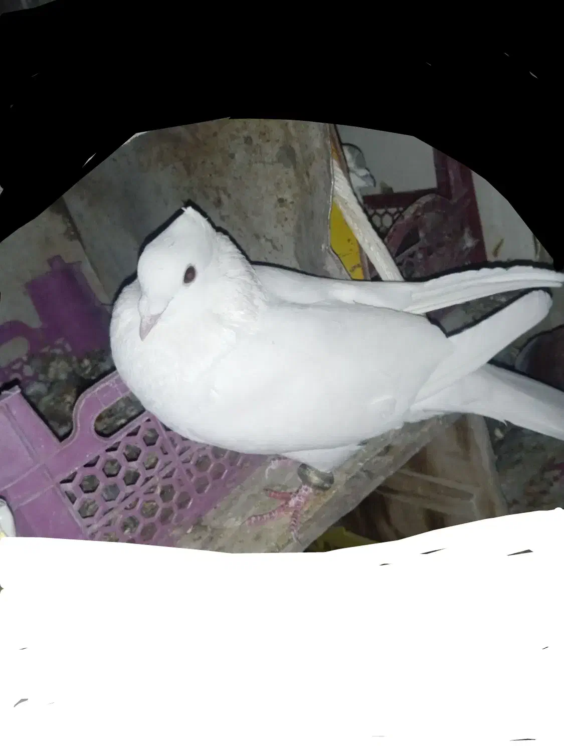 مرغ‌معاوضه‌کبوتر‌با.مرغ|پرنده|بابا حیدر, |دیوار