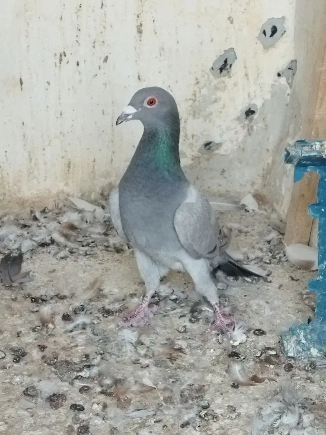 کاغذی ماده|پرنده|اقبالیه, |دیوار