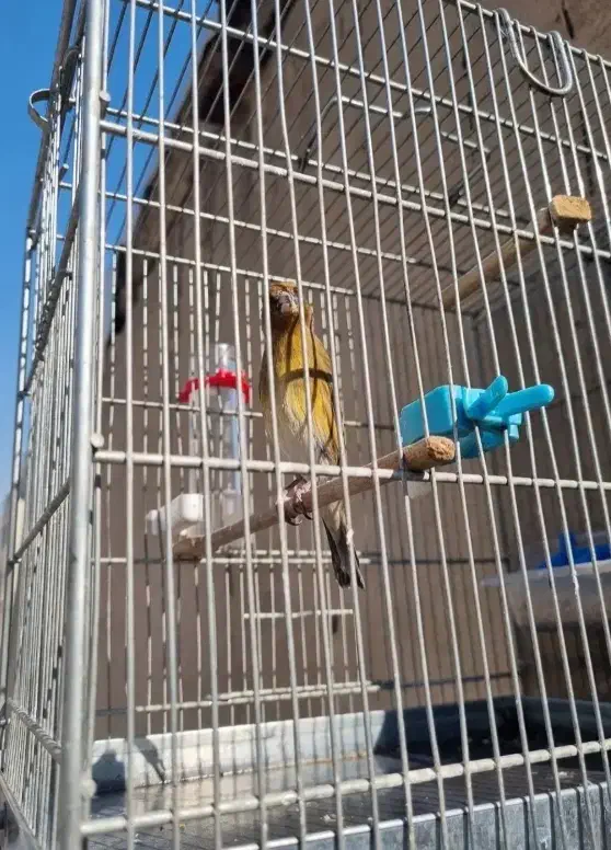 سهره قناری موقوم تهران اوستاد|پرنده|رباط‌کریم, رباط‌کریم|دیوار