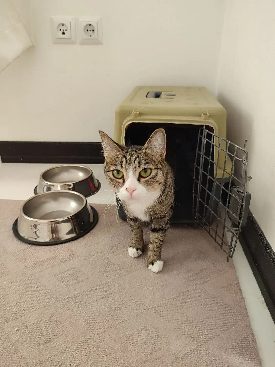 واگذاری رایگان گربه خانگی|گربه|طرقبه, |دیوار