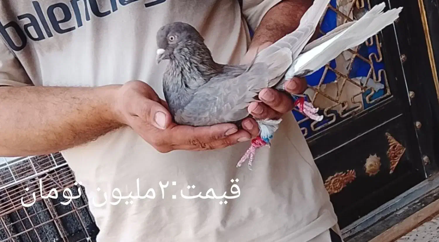 دم سفید|پرنده|اهواز, فرهنگ شهر|دیوار