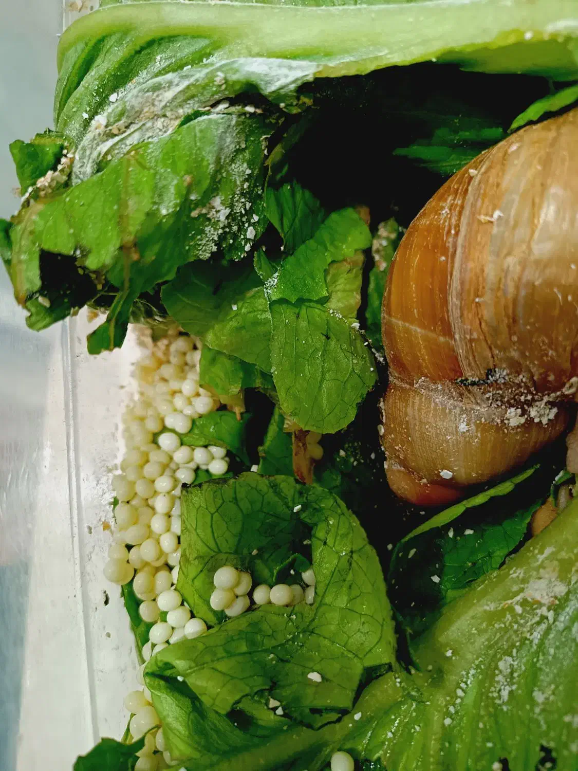 خاویار حلزون . تخم حلزون|آرایشی، بهداشتی، درمانی|تهران, جوادیه|دیوار