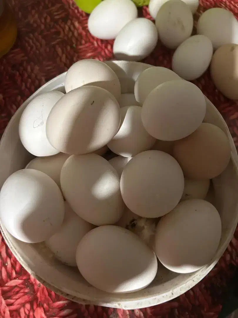 تخم مرغ محلی نطفه دار اصیل|حیوانات مزرعه|شیراز, بازار|دیوار