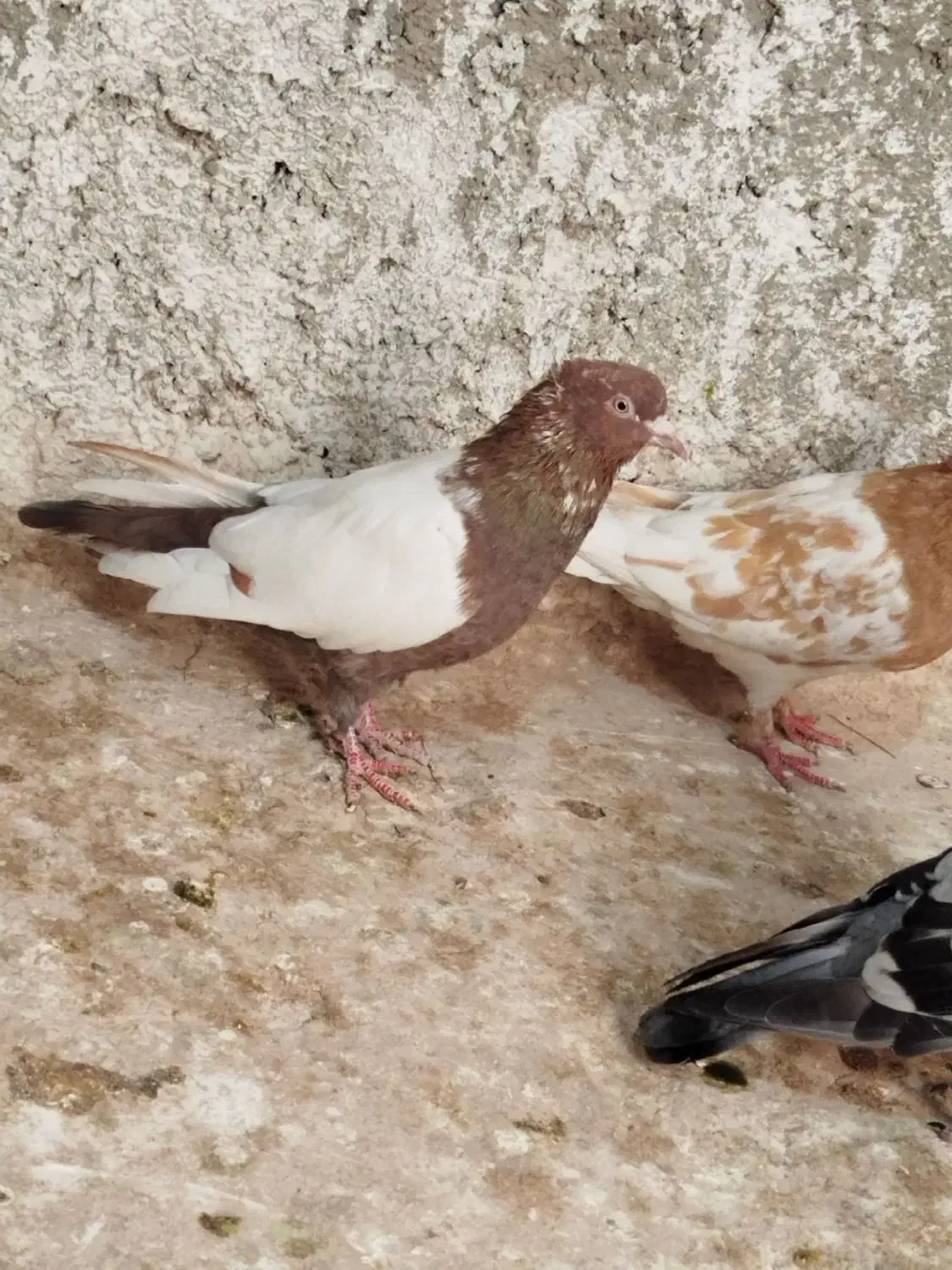 معاوضه با کفتر جفتی توی آلمانی پریدن از جوجگی|پرنده|شیروان (خراسان), |دیوار