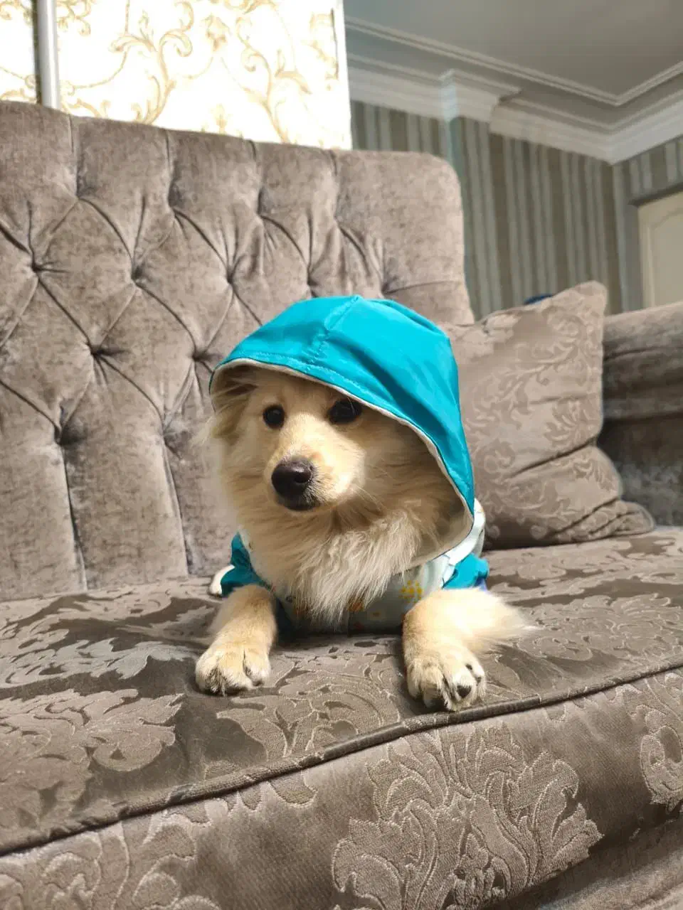 فروش سگ ۷ ماهه|سگ|پاکدشت, کبودگنبد|دیوار