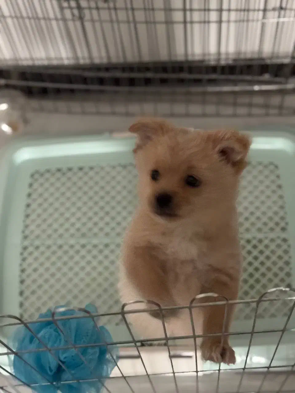 سگ پامر|سگ|باقرشهر, |دیوار