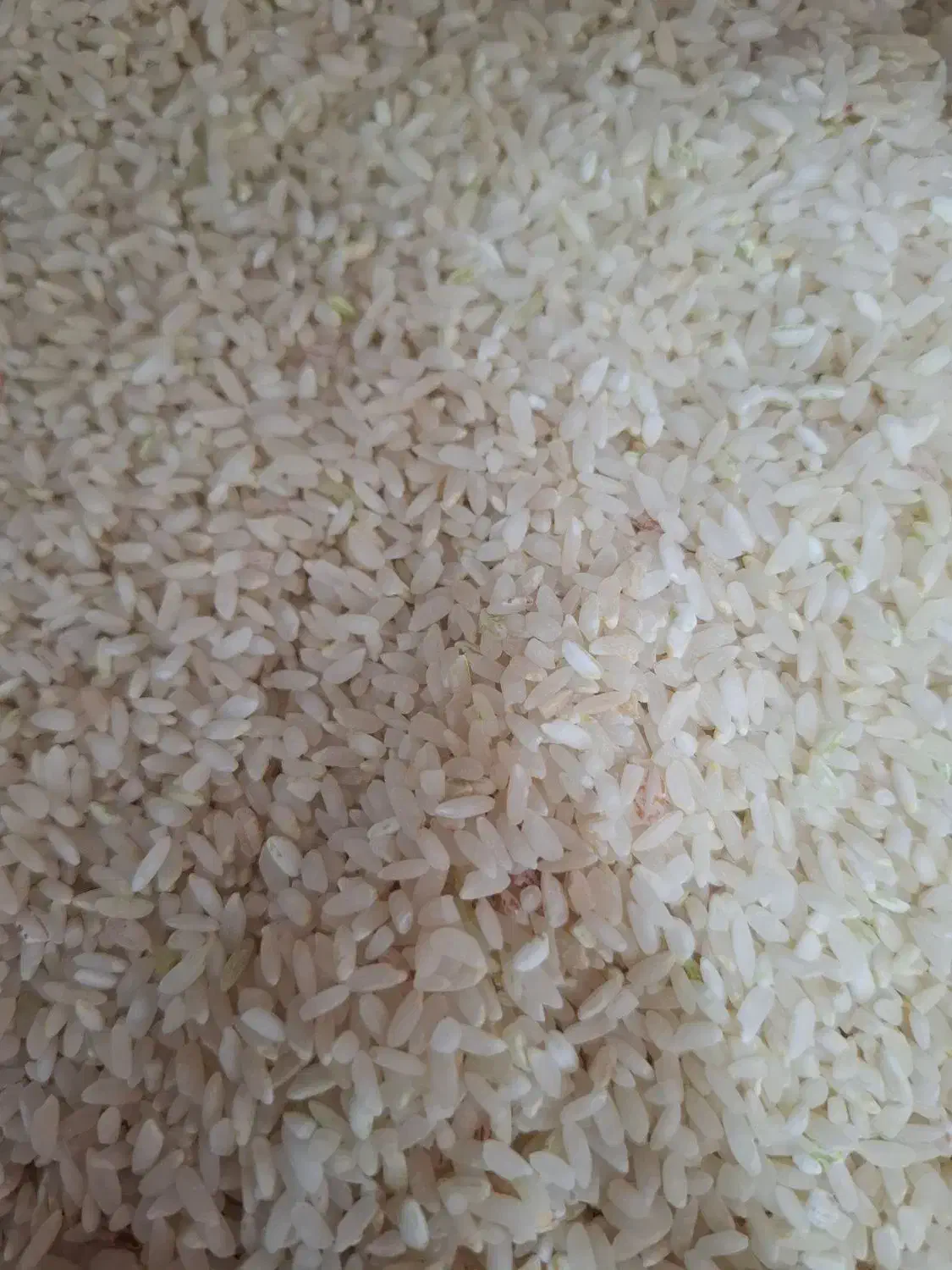 برنج فیروزآبادی اصل|خوردنی و آشامیدنی|جهرم, |دیوار