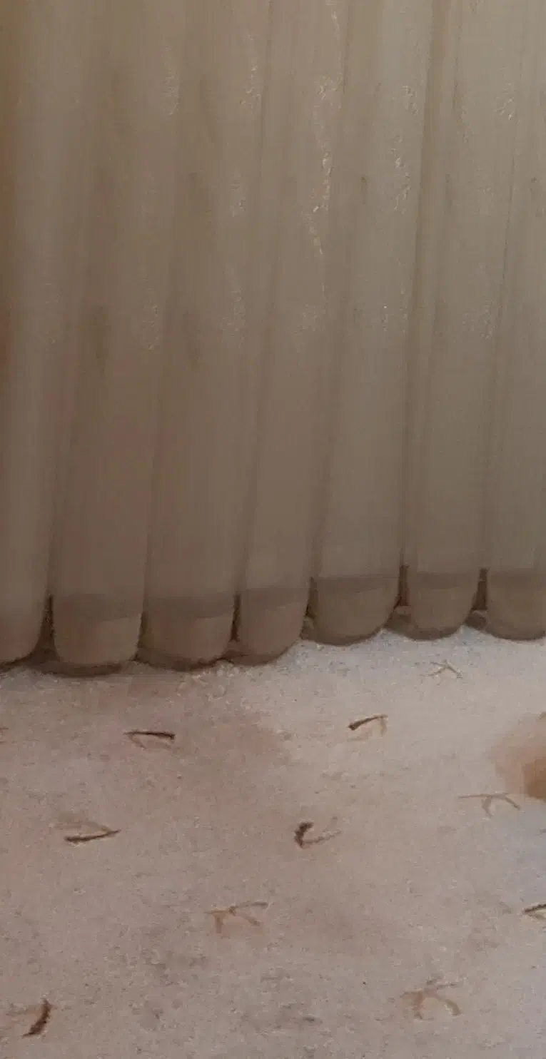 موکت ظریف مصور|موکت|مشهد, کلاهدوز|دیوار