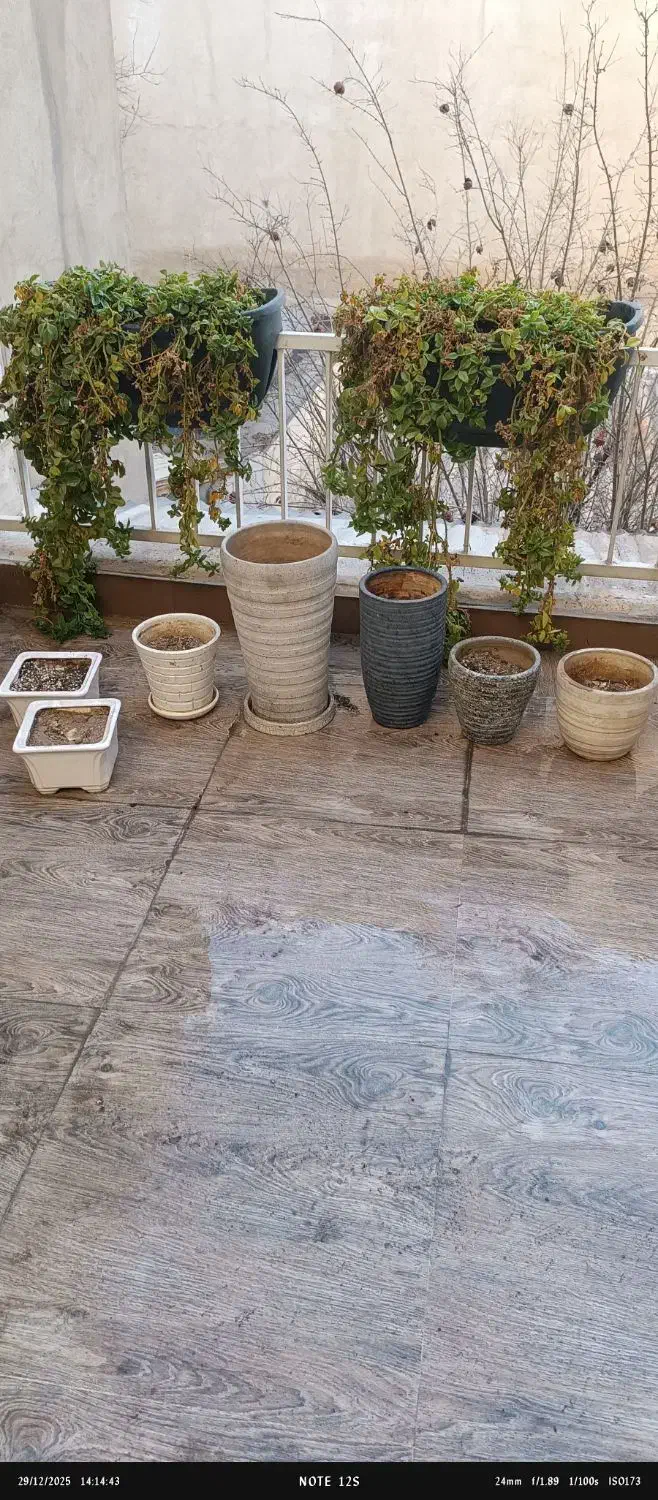 گلدان سفالی|گل و گیاه طبیعی|تهران, نارمک جنوبی|دیوار