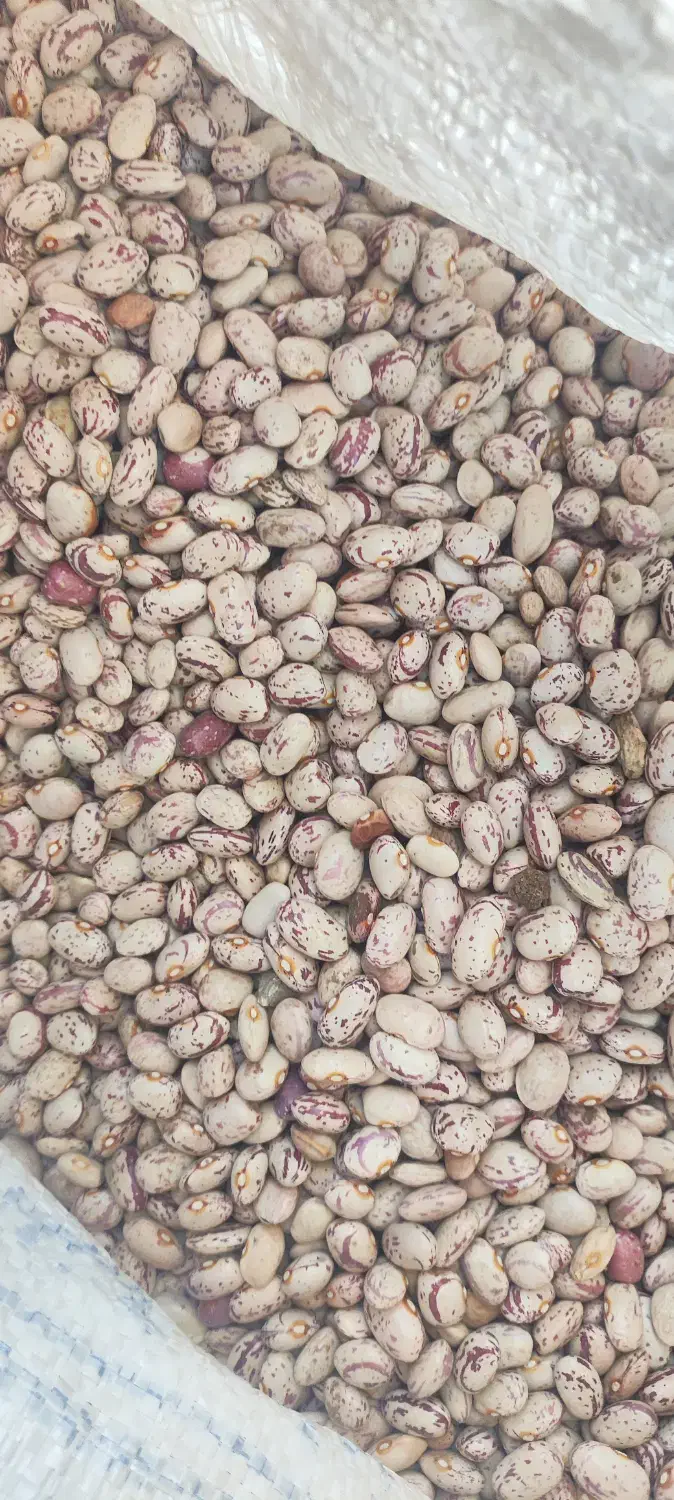 لوبیا چیتی|خوردنی و آشامیدنی|اسلامشهر, مظفریه|دیوار