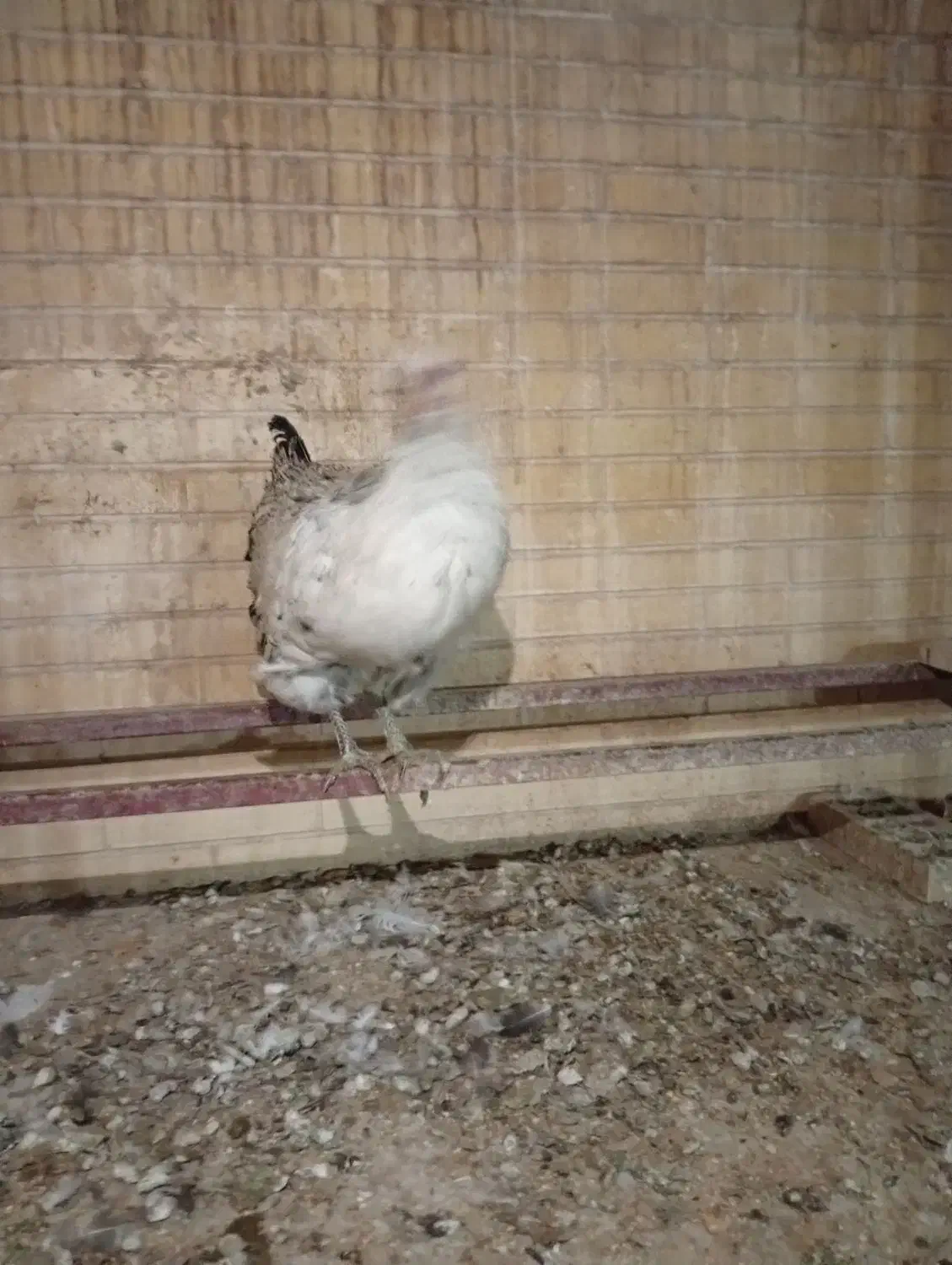مرغ خانگی حدود ۶ ماه (تا دو،سه روز دیگه تخم میاد)|حیوانات مزرعه|یزد, |دیوار