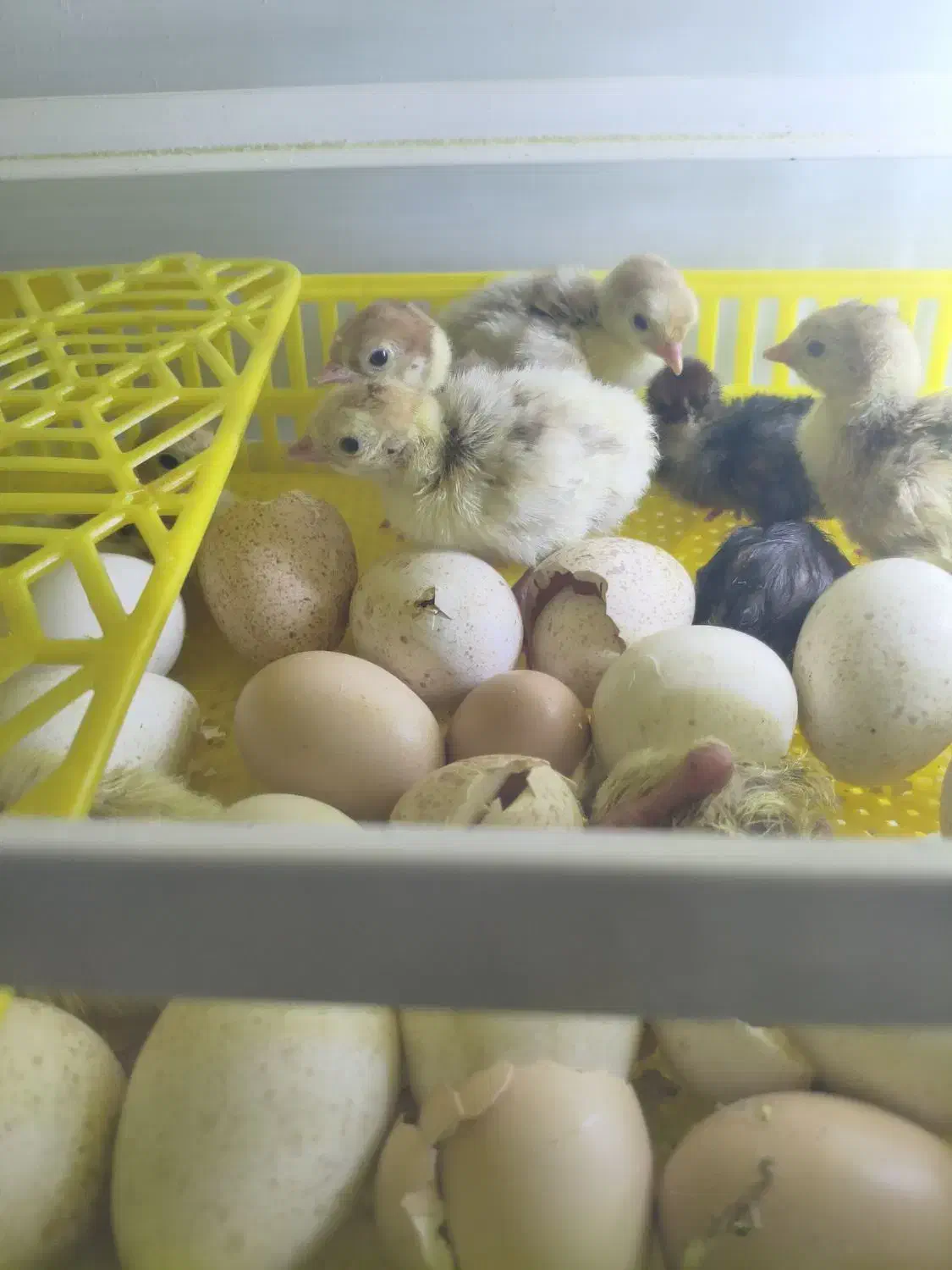 جوجه بوقلمون دان خور شده|حیوانات مزرعه|اصفهان, باب الدشت|دیوار