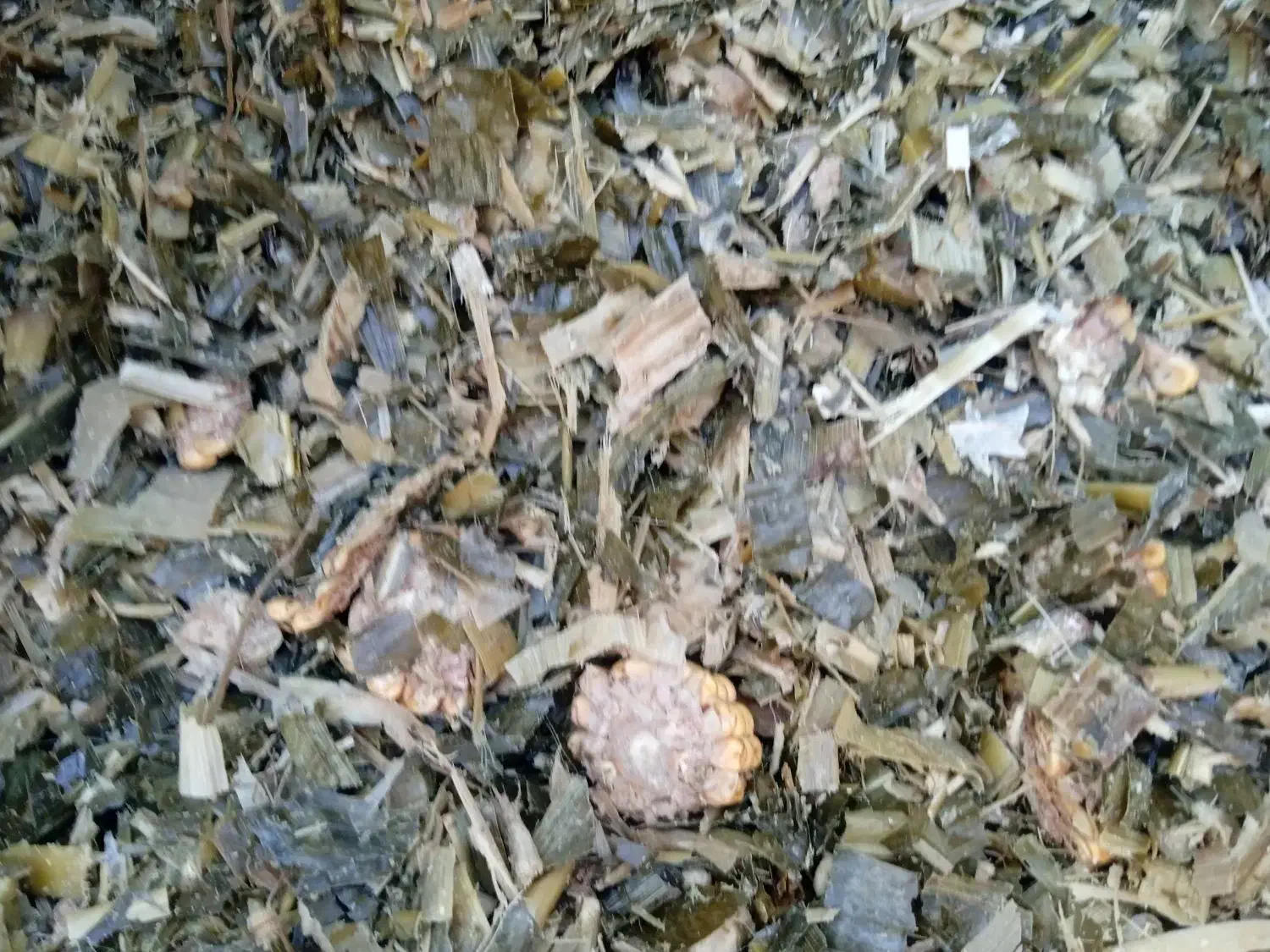 ذرت علوفه|عمده‌فروشی|قره چای, |دیوار