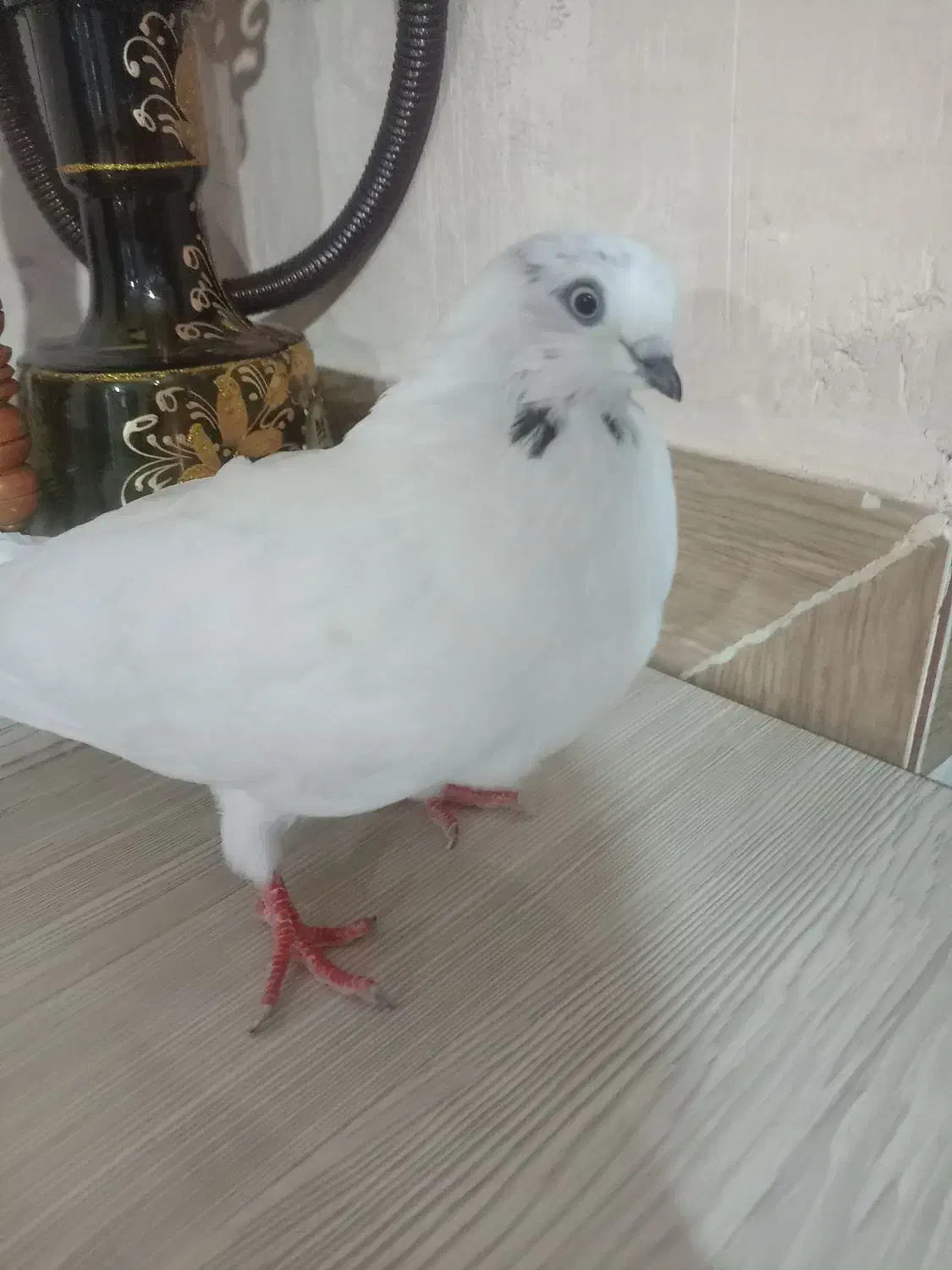 کبوتر|پرنده|آذرشهر, |دیوار