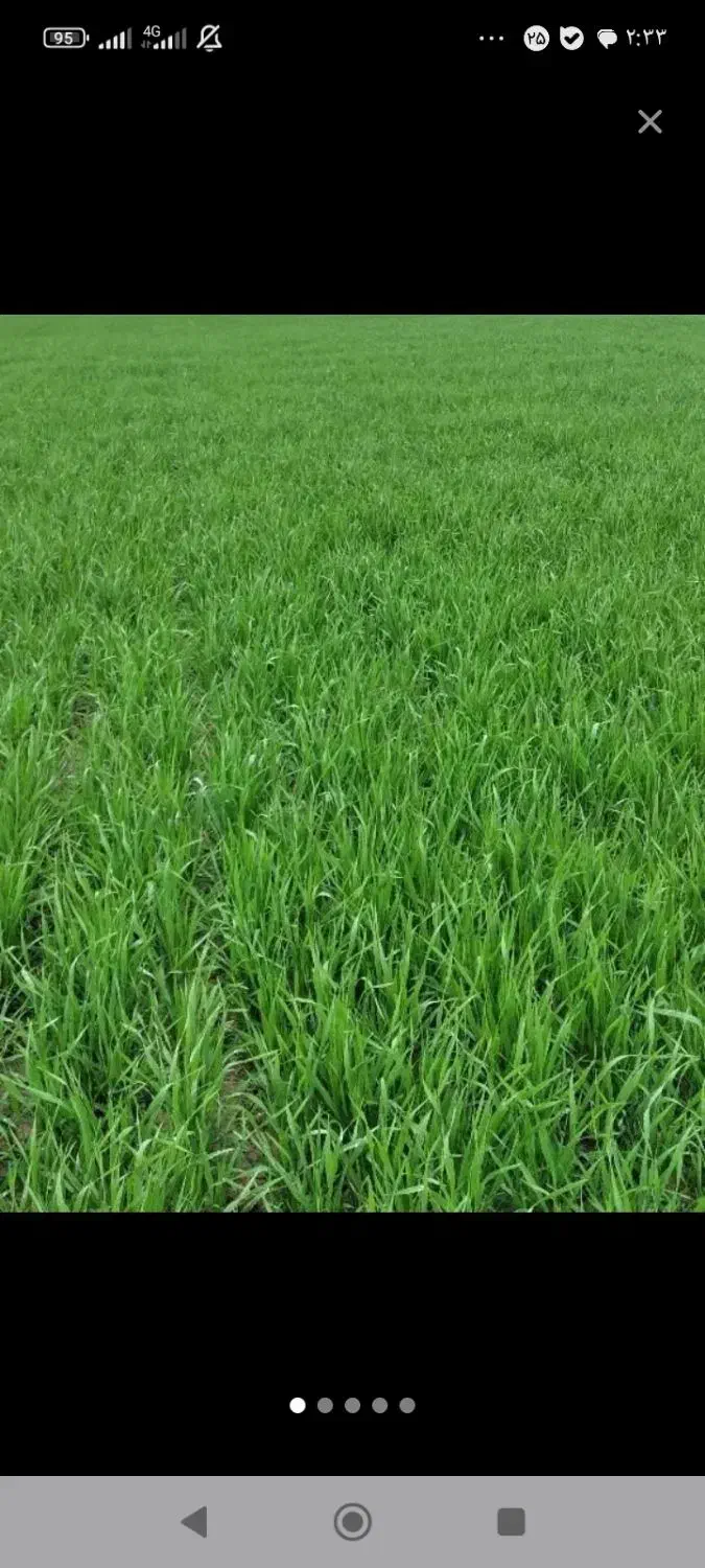 مشارکت ساخت ساز مرغداری50هزارتایی شرط اجاره|اجارهٔ دفتر صنعتی، کشاورزی، تجاری|گرگان, |دیوار