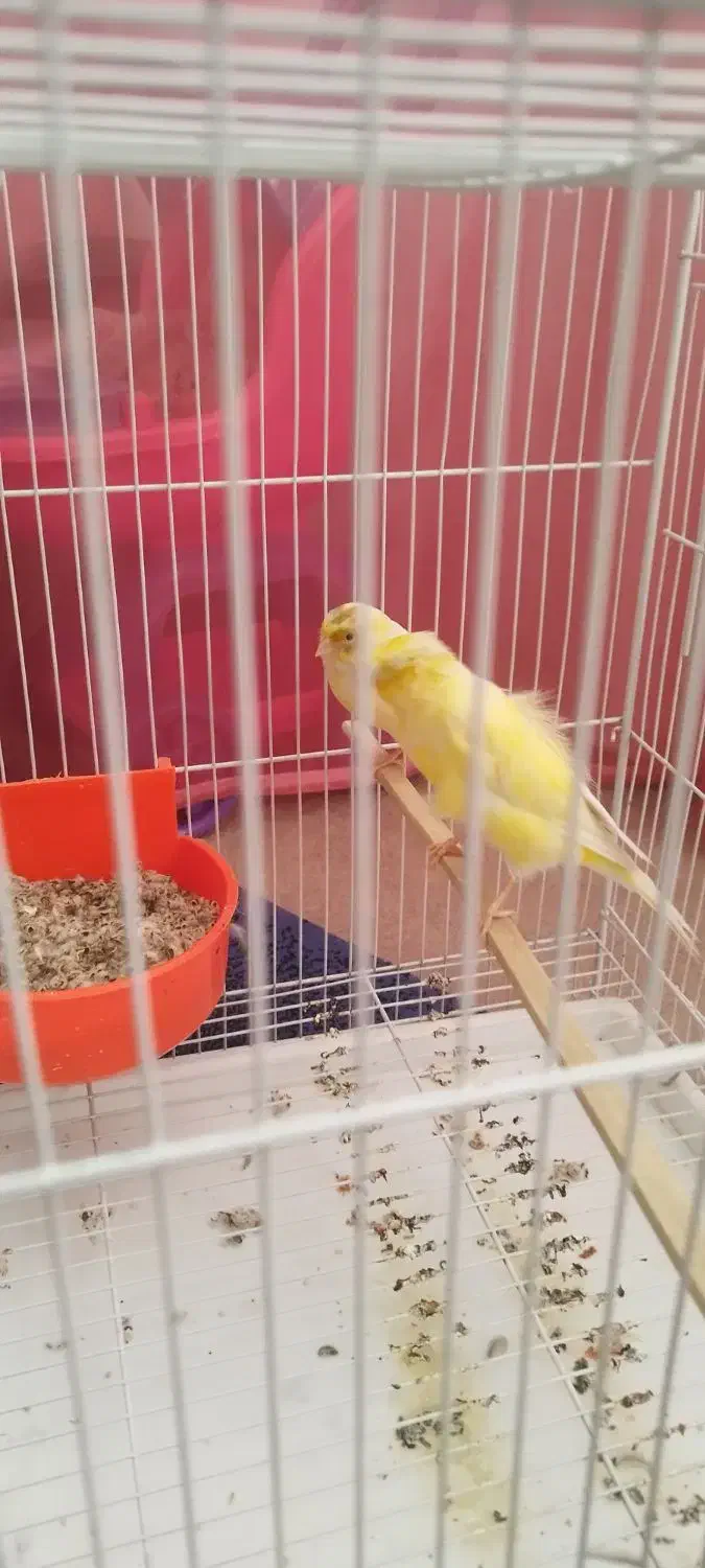 قناری جفت به شرط جوجه چهار تخم|پرنده|مشهد, امامیه (شهرک غرب)|دیوار