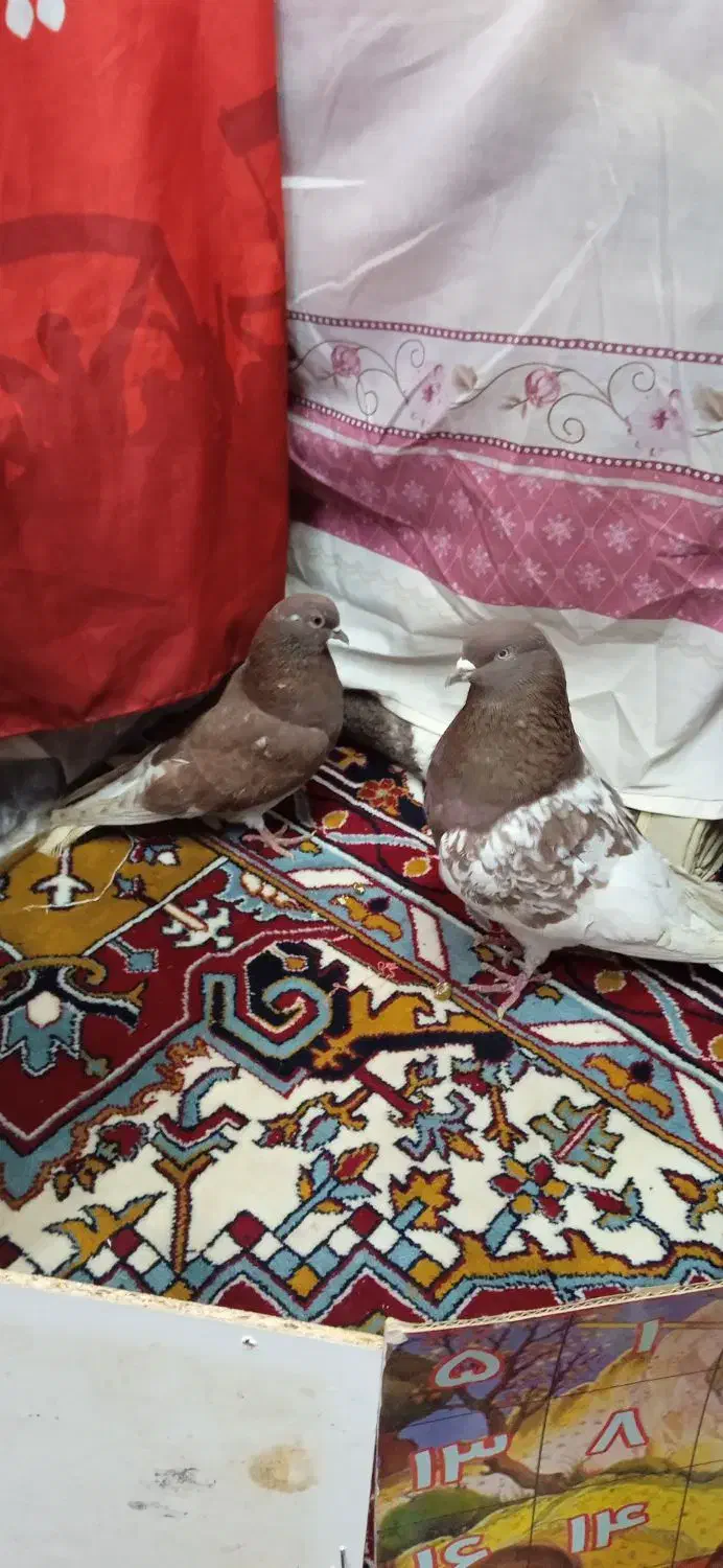 کبوتر|پرنده|تبریز, |دیوار