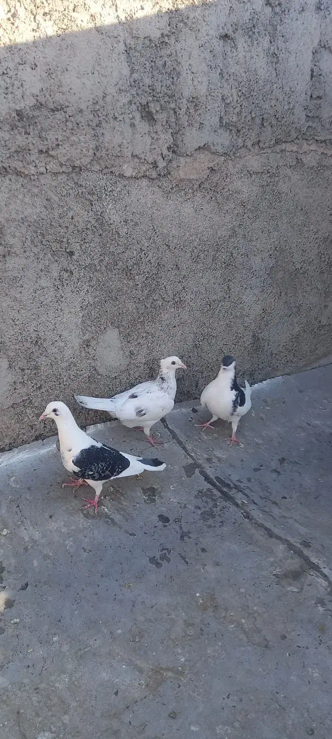 خال سیاه ۴تیغ به اخر سرونچ کاکلی و پشتی|پرنده|نیشابور, هفده شهریور|دیوار