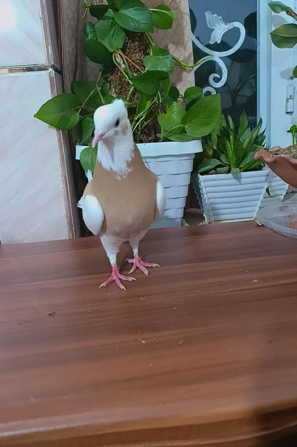 کبوتر|پرنده|مرودشت, فاز اول شهرک فرهنگیان|دیوار