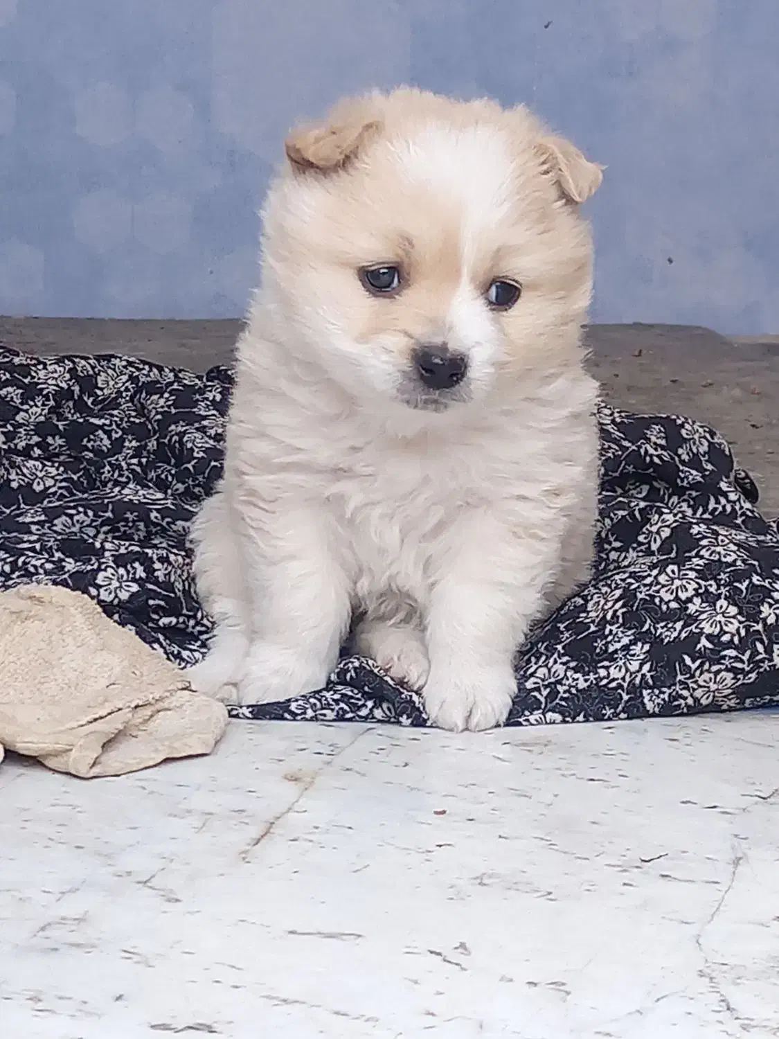 سگ پامرروباهی توله|سگ|مشهد, جلالیه|دیوار