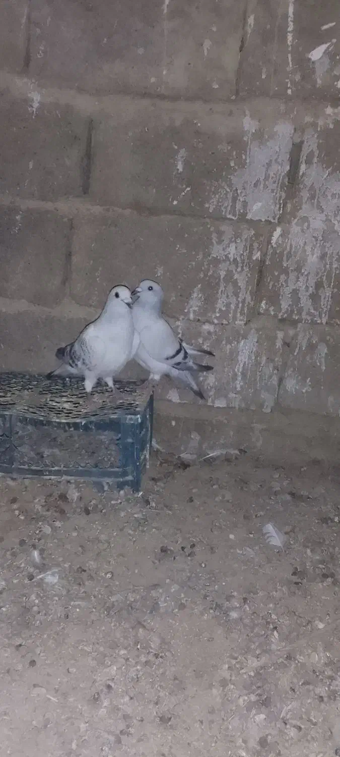 سلام سه کفتر دونر ویک.ماد 1500000|پرنده|کرباسک, |دیوار