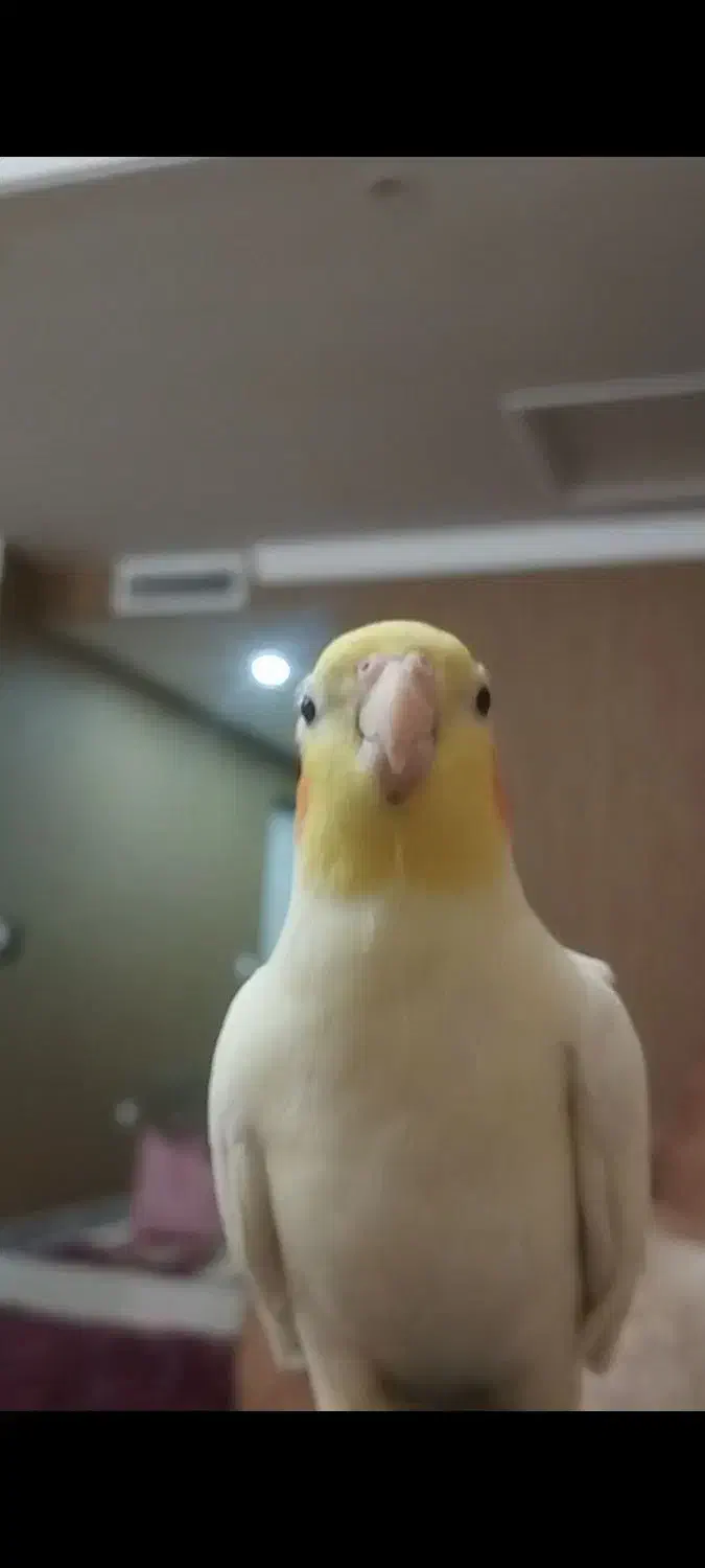 گمشده عروس هلندی|حیوانات|پرند, فاز ۱|دیوار