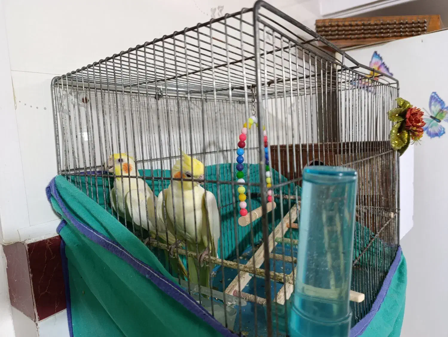 عروس هلندی|پرنده|خرمدره, |دیوار