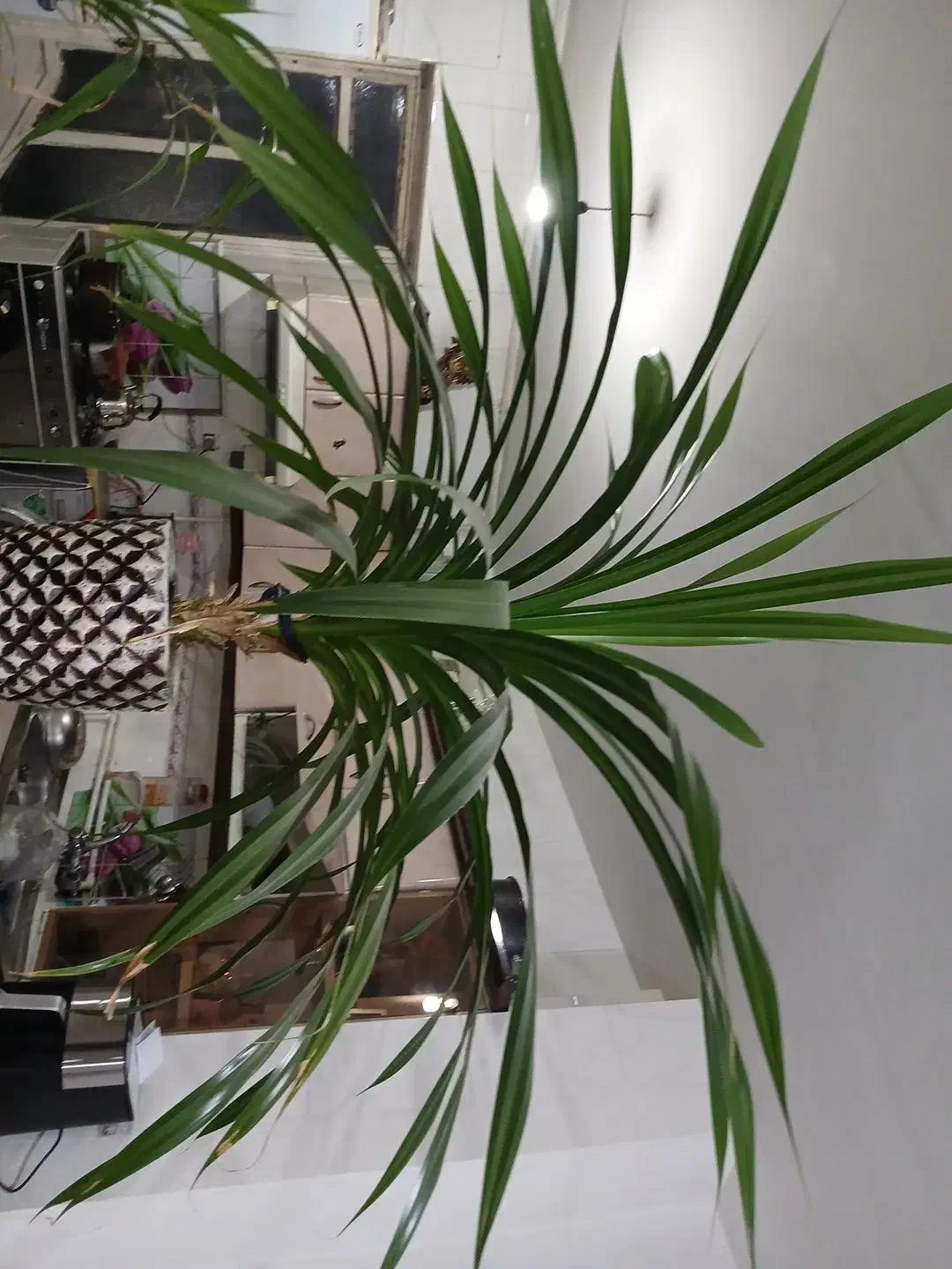 گل پاندانوس|گل و گیاه طبیعی|کنگاور, |دیوار