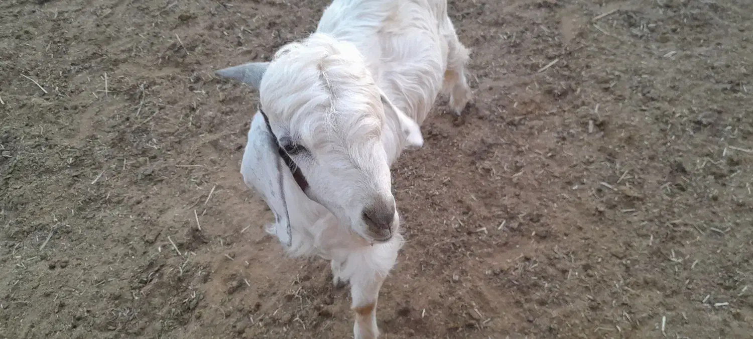 فروش کهره|حیوانات مزرعه|آباده, |دیوار