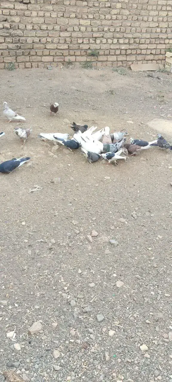 کفتر|پرنده|سلفچگان, |دیوار