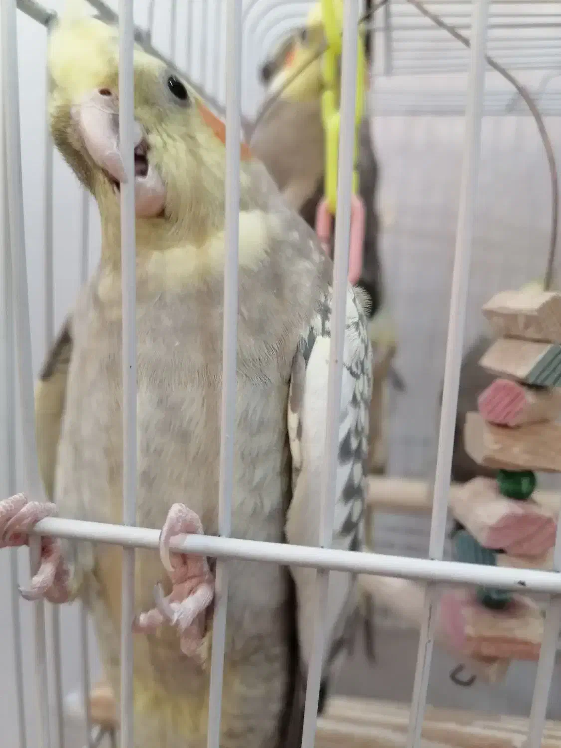 فروش 8عددعروس هلندی  مولد و همراه با جوجه|پرنده|تهران, شهرک طالقانی|دیوار