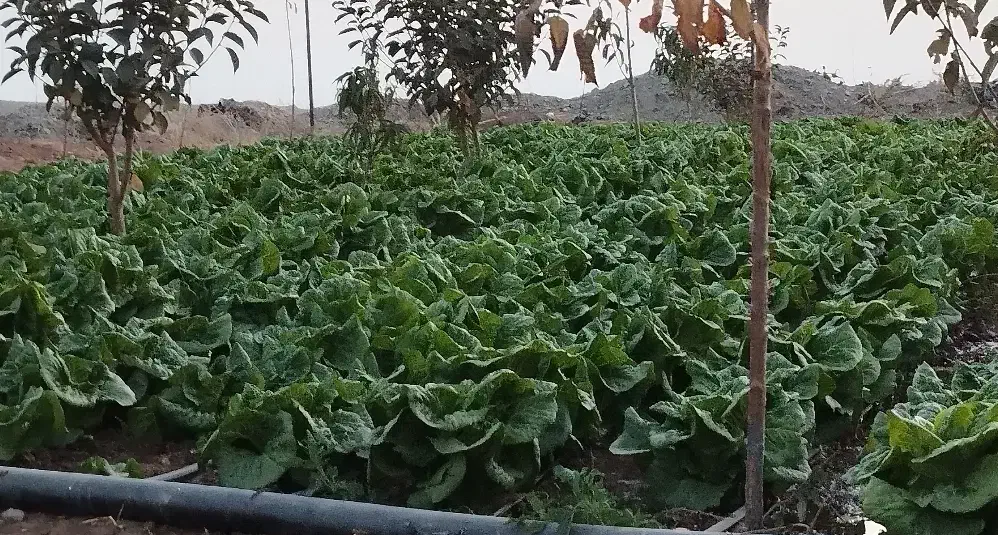 کاهو|خوردنی و آشامیدنی|نیشابور, مازول|دیوار