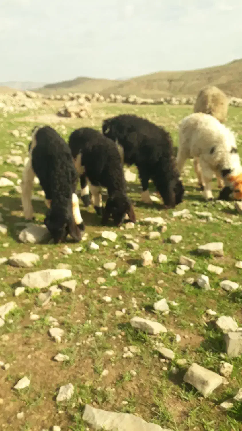 میش زایده|حیوانات مزرعه|مسجد سلیمان, |دیوار