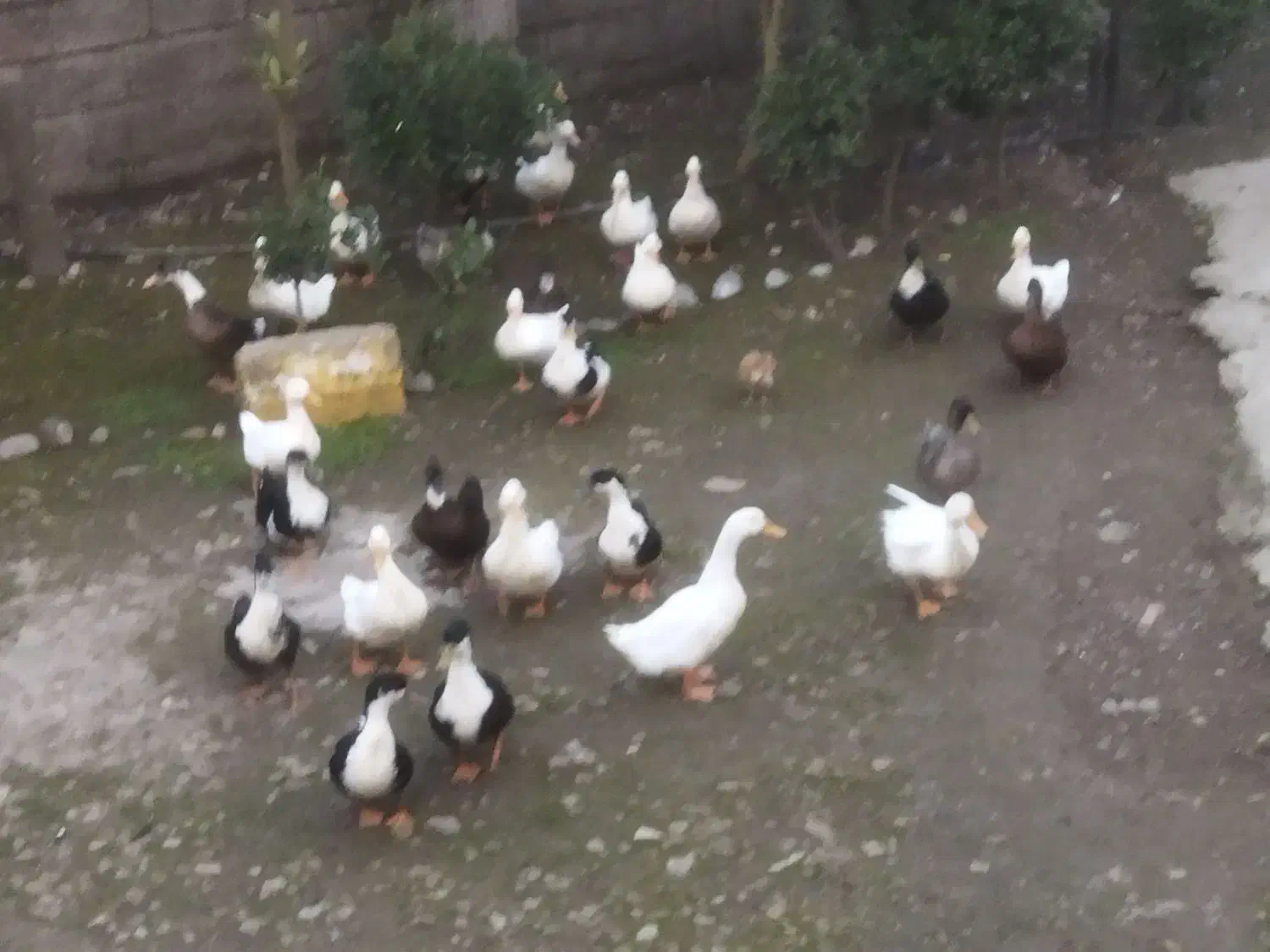 فروش اردک|حیوانات مزرعه|آستانه اشرفیه, |دیوار