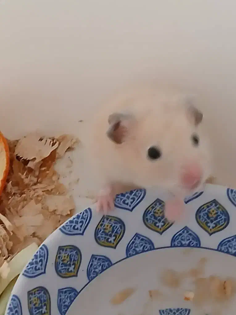 همستر برا فروش|موش و خرگوش|اهواز, کمپلو جنوبی|دیوار