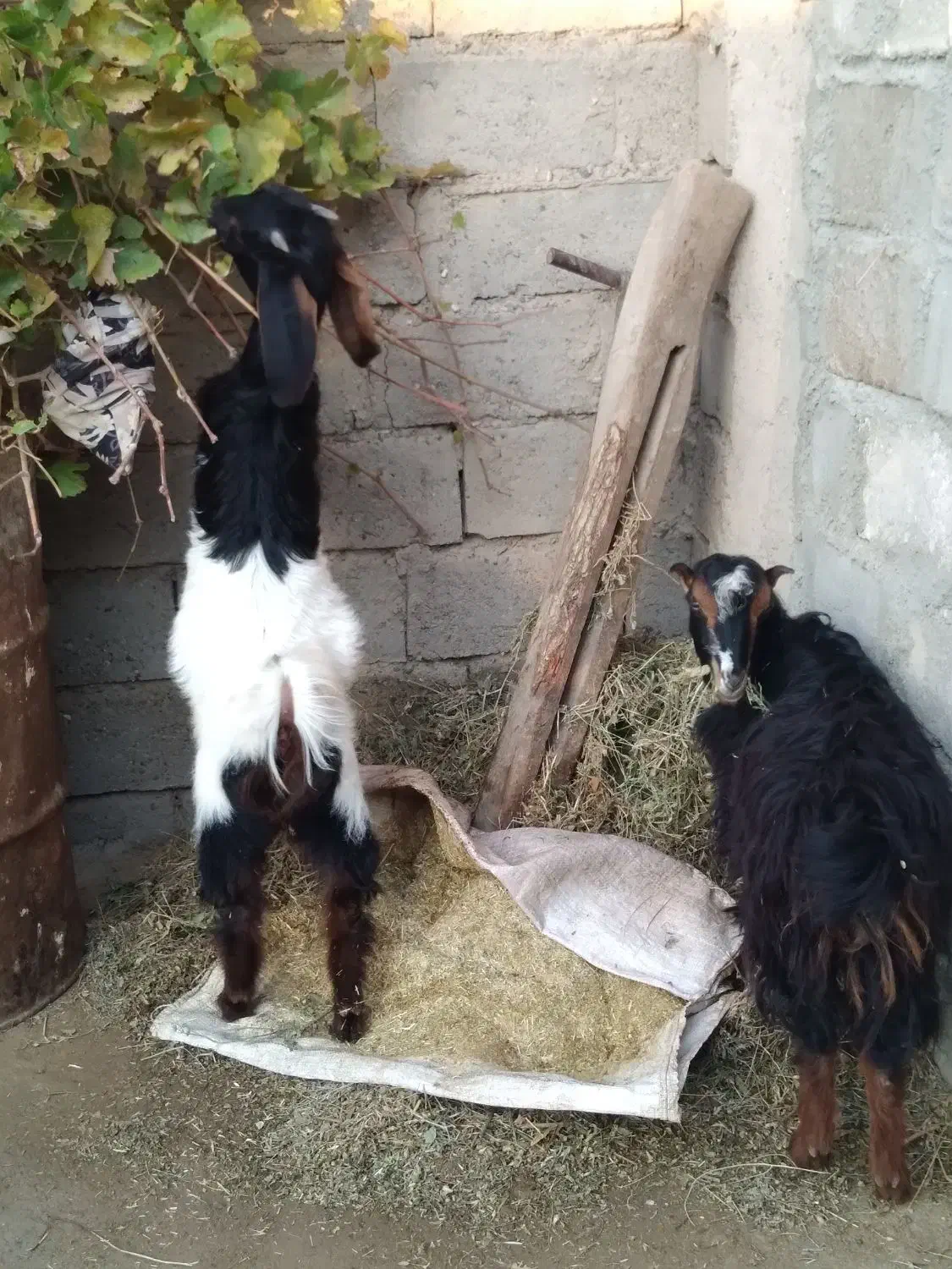 باسلام فروش دو عدد بزغاله سالم وسرحال|حیوانات مزرعه|لیلان, |دیوار