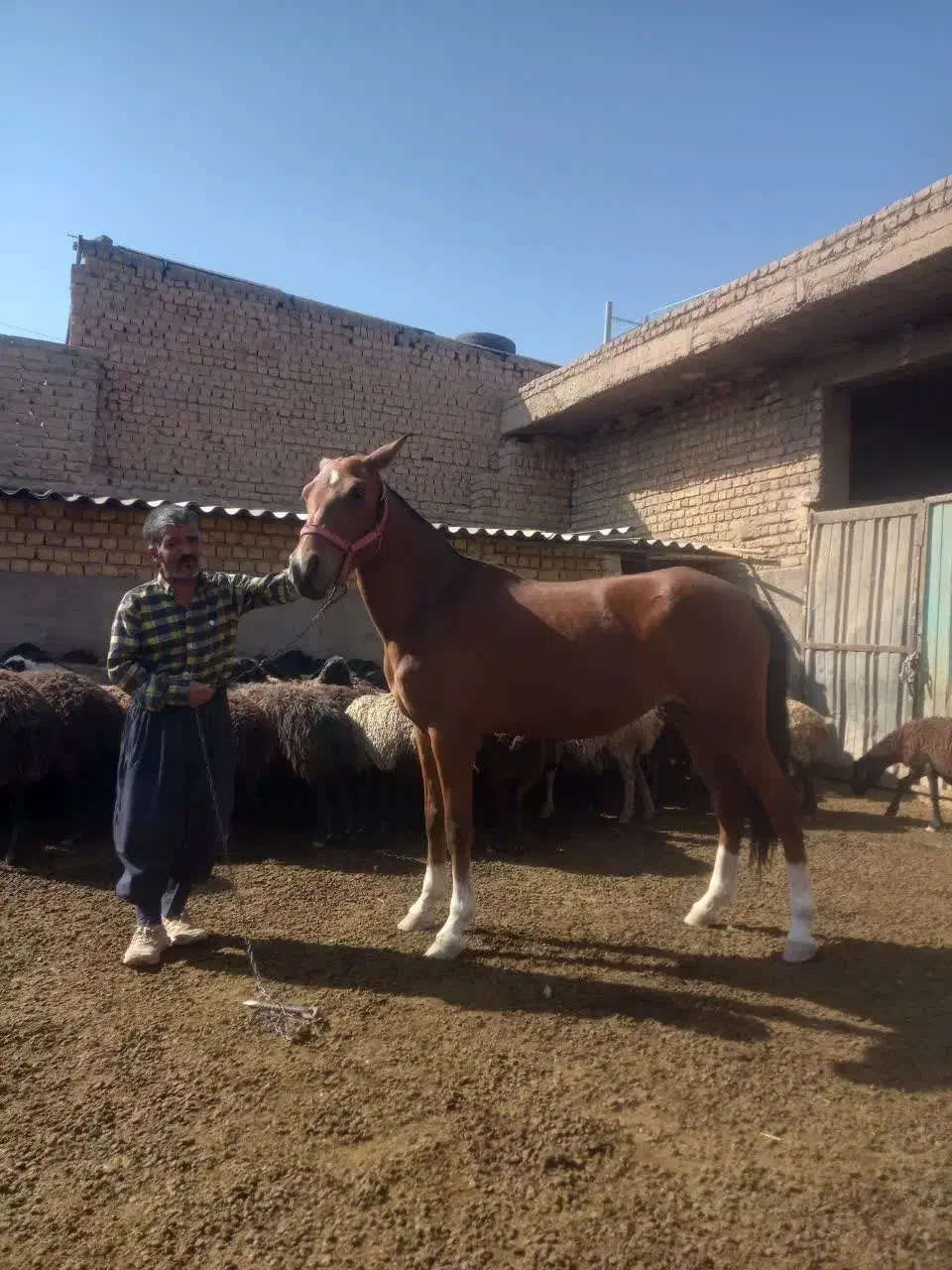 مادیان|اسب و تجهیزات اسب‌سواری|قم, امامزاده ابراهیم|دیوار