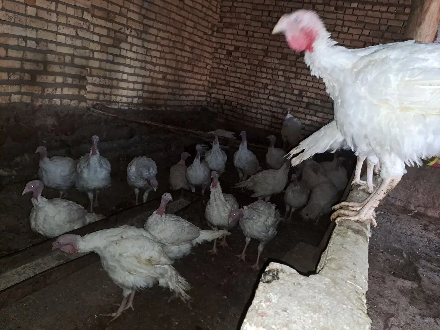 بوقلمون گوشتی کاملا ارگانیک و سالم|حیوانات مزرعه|مشهد, طبرسی شمالی|دیوار