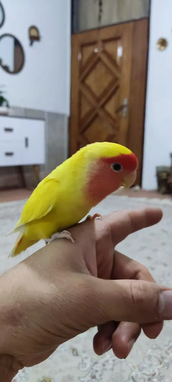 کوتوله|پرنده|مشهد, محمدآباد|دیوار