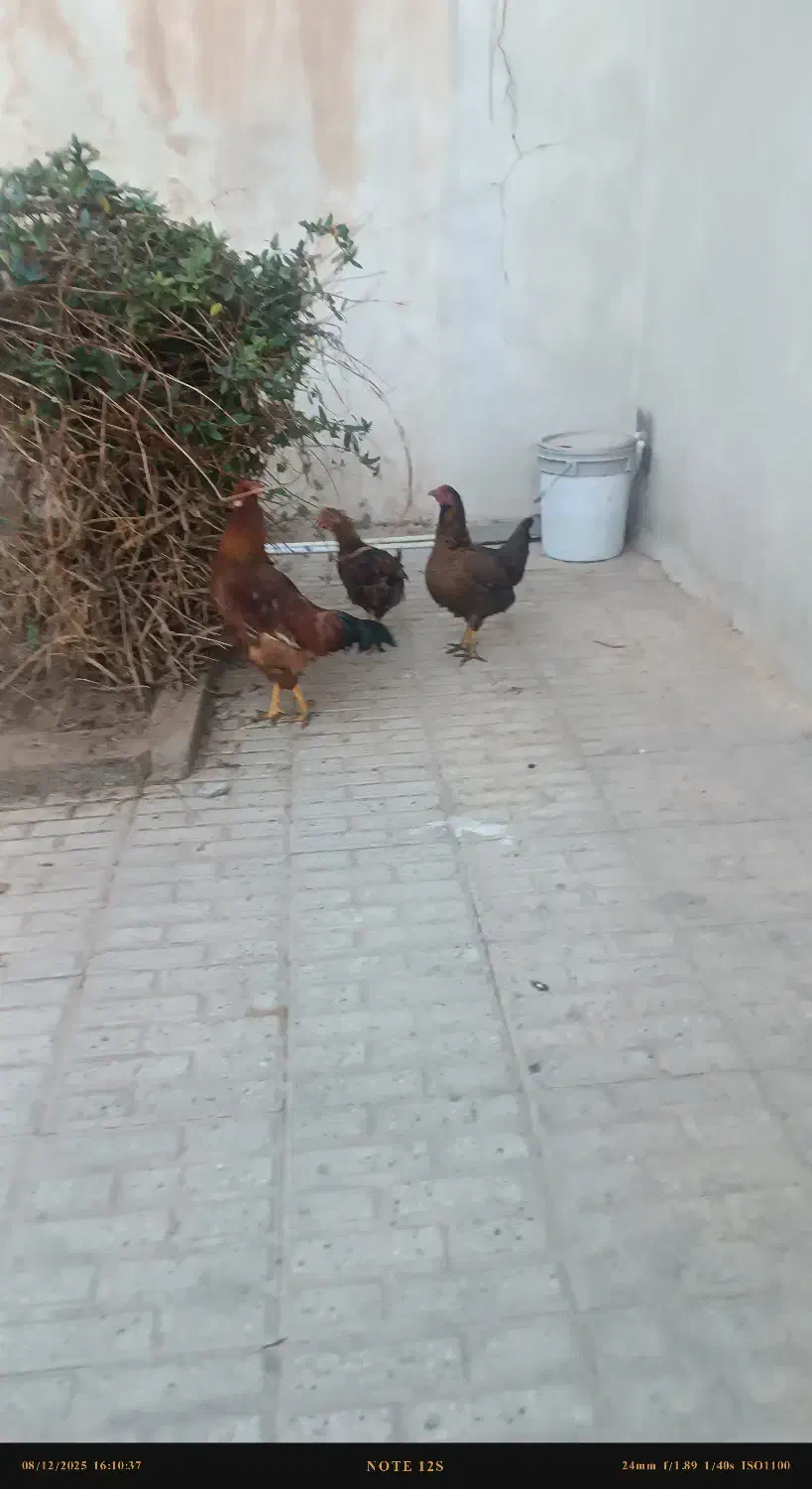 فروش مرغ و خروس خانگی|حیوانات مزرعه|تربت جام, جامرود|دیوار