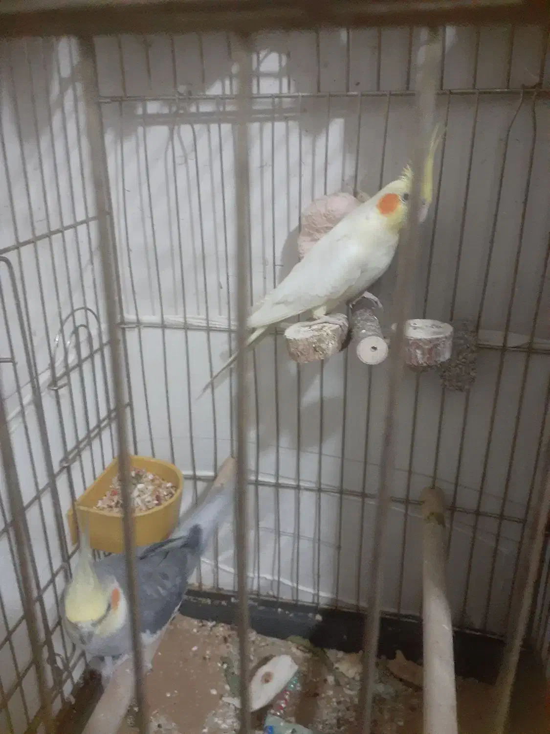 عروس هلندی سه عدد نر ویک ماده|پرنده|ری, حمزه‌آباد|دیوار