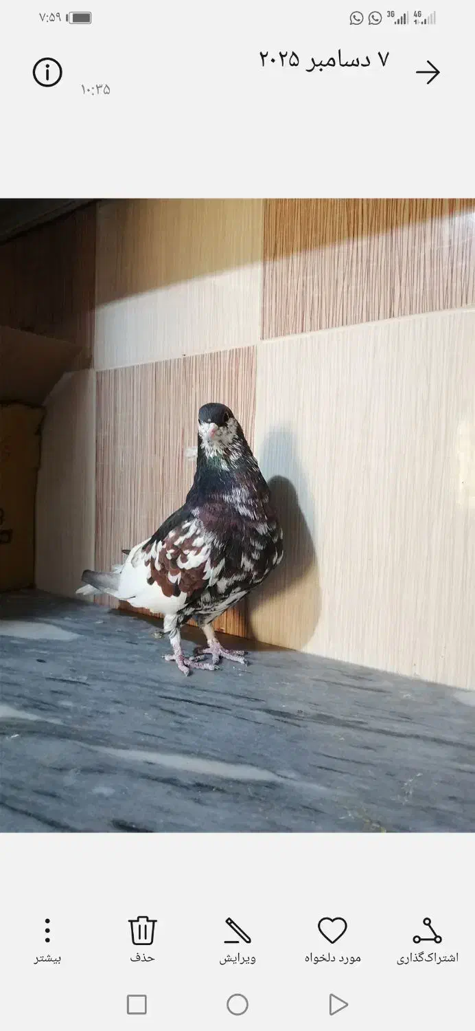 کبوتر شهری مخملی ودم سفید|پرنده|برازجان, |دیوار