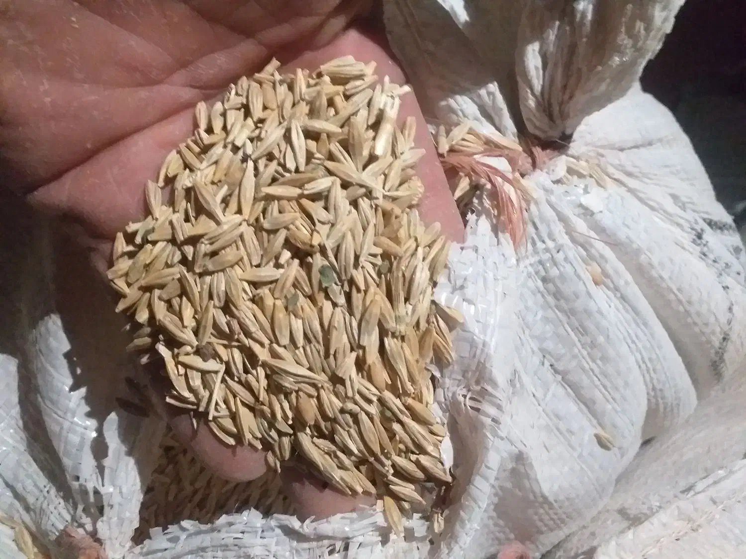 جو دیمی برای کشت و دام|لوازم جانبی حیوانات|بهار, |دیوار