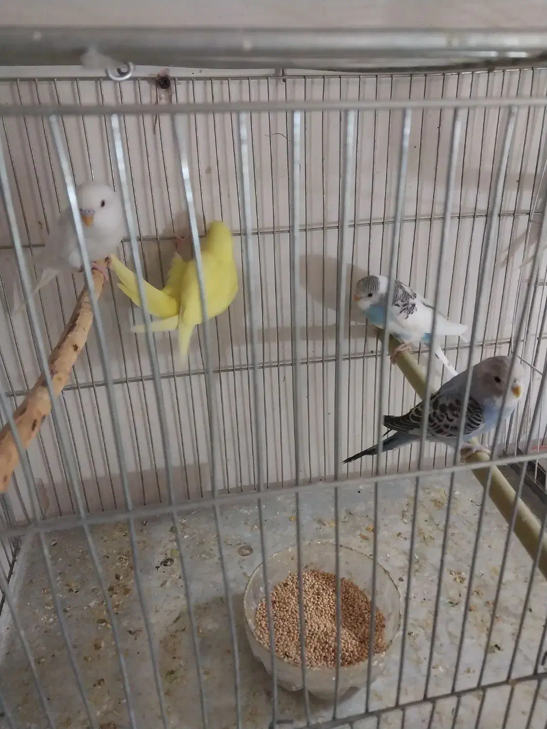 جوجه مرغ عشق آلبینو چشم شرابی|پرنده|اصفهان, شمس آباد|دیوار